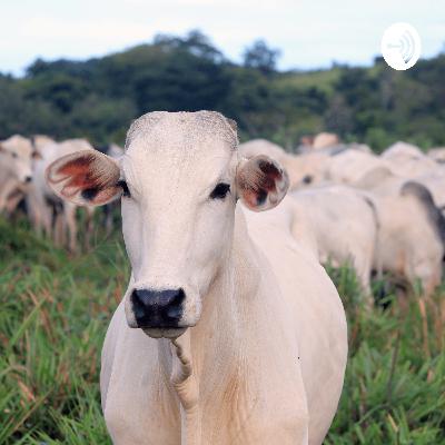 Melhoramento genético Da Raça nelore.