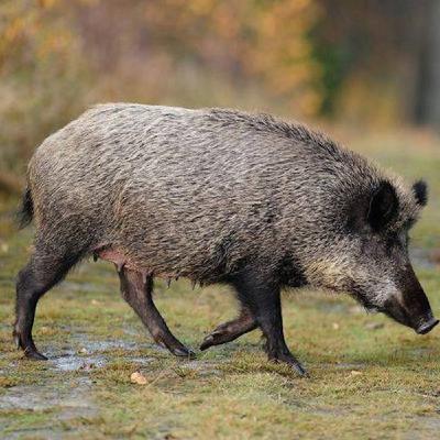 Els set pecats capitals. L'ENVEJA. Els set pecats capitals. L'ENVEJA.