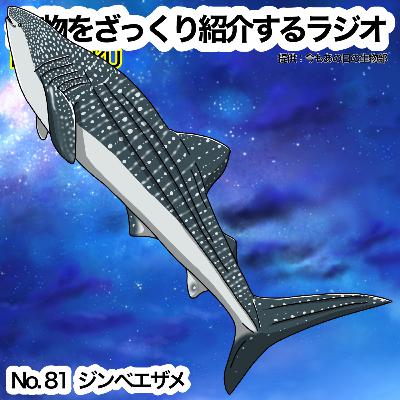 第81話：✉️「ジンベエザメ」をざっくり紹介