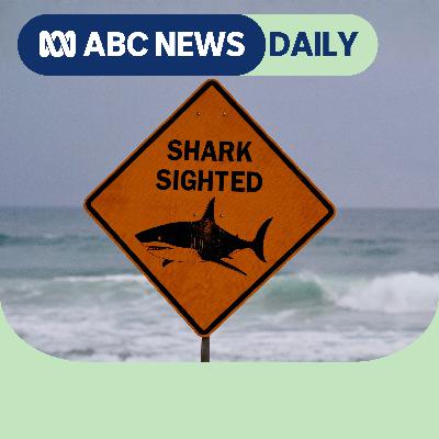 What caused the surge in shark attacks?