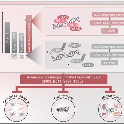 A cGAS-mediated mechanism in naked mole-rats po tentiates DNA repair and delays aging