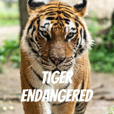 Tiger Endanged