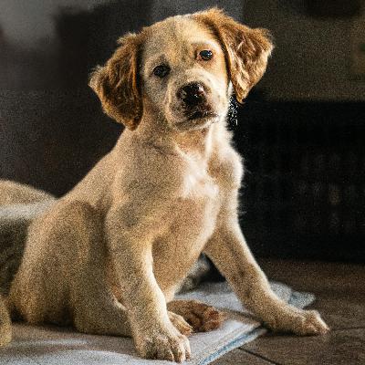 Recall | 161. Puppy Talk