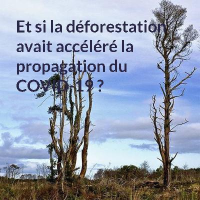 Et si la déforestation avait accéléré la propagation du COVID-19 ?