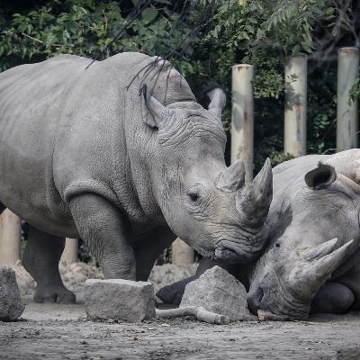 Coscienza e animali