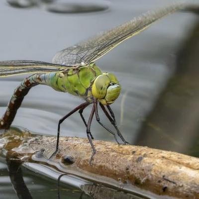 Dragonflies of Britain and Ireland: 5th edition