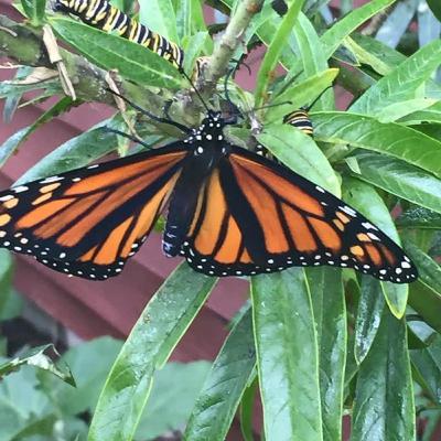 Shreyasi and Sushil talk about the monarch butterflies in their garden
