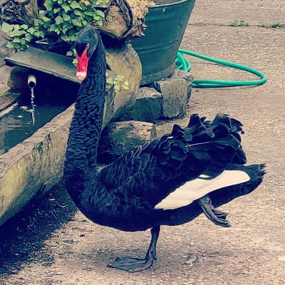 95 Danny Mommens (SeXmachines, dEUS, Vive La Fete) 95 Danny Mommens (SeXmachines, dEUS, Vive La Fete)