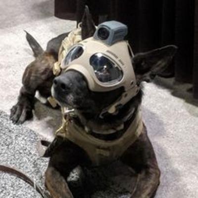 Cães, Cães, selvagens cães de guerra Cães, Cães, selvagens cães de guerra