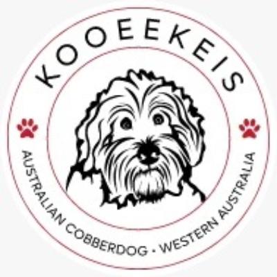 Australian Cobberdog Puppies For Sale | Cobberdog vs Labradoodle & Therapy Dog in Australia Australian Cobberdog Puppies For Sale | Cobberdog vs Labradoodle & Therapy Dog in Australia
