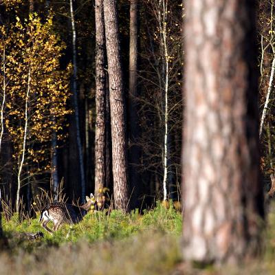 60 dni z życia w lesie 60 dni z życia w lesie