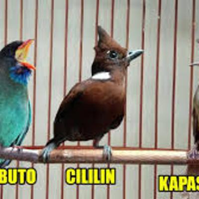 Murai Batu Suara Burung 3 In 1. Tengkek Buto, Cililin, Kapas Tembak
