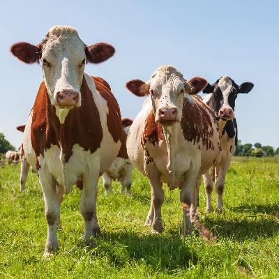 How We Make Money Talk FUN and EASY!