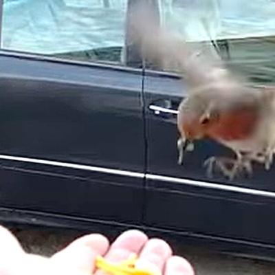 The Robins Of Richie Ryan