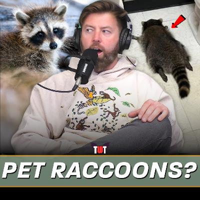 Why Raccoons Are Quietly Becoming the Next Exotic Pet Why Raccoons Are Quietly Becoming the Next Exotic Pet