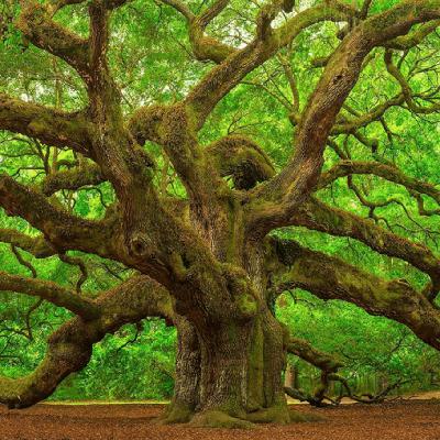 Delvier Us from Evil Delvier Us from Evil