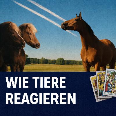 Weiße Streifen am Himmel – Wie Tiere darauf reagieren Weiße Streifen am Himmel – Wie Tiere darauf reagieren