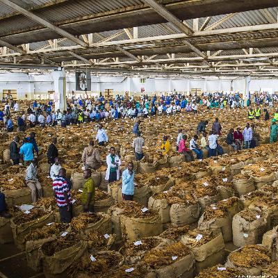 The 77 Percent — Why is Malawi sending young laborers to Israel? The 77 Percent — Why is Malawi sending young laborers to Israel?