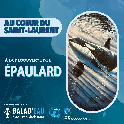 AU COEUR DU SAINT-LAURENT: à la découverte de l'ÉPAULARD
