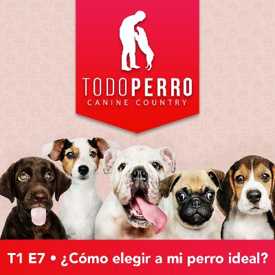 ¿Cómo elegir a mi perro ideal?
