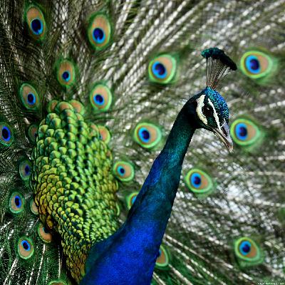 Warum der Pfau so schöne Federn hat