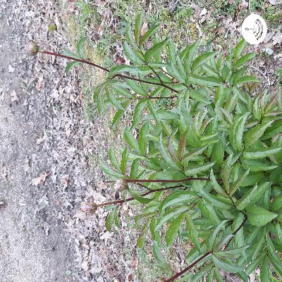 To cake and teen wants to spread the virus To cake and teen wants to spread the virus