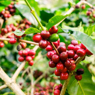 Produção sustentável de café é possível? Com certeza!