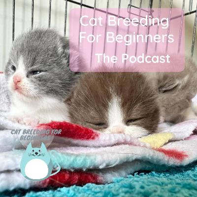 "How can I tell if my breeding queen is pregnant?" - The Cat Breeding For Beginners Podcast