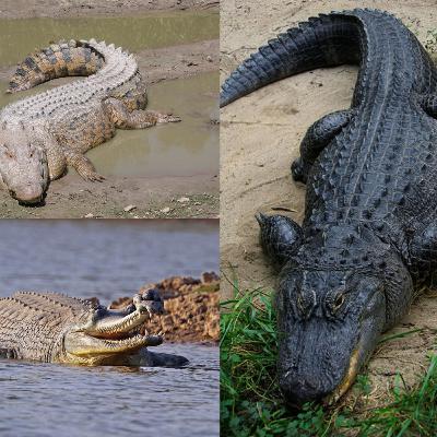 What Is The Difference Between An Alligator And A Crocodile?