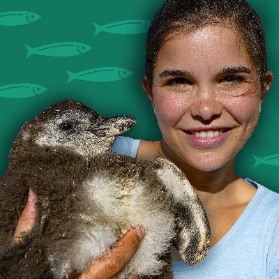 Pinguine - Meeresvögel mit schwarz-weißem Frack
