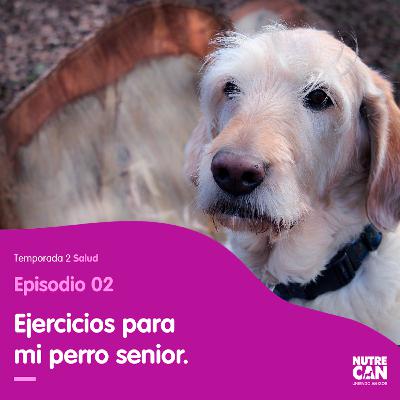 ¿Qué ejercicios debe hacer mi perro senior? ¿Qué ejercicios debe hacer mi perro senior?
