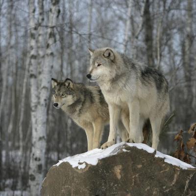 Wolves Return to Colorado, Vampire Bats in the US, and Two New Squids