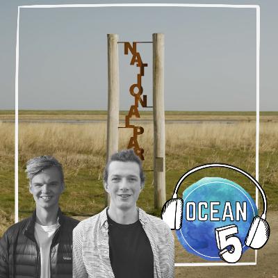 Ocean Five x Frutti di Mare: Wie klappt natürlicher Küstenschutz?