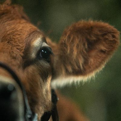 04. Especial Berlinale 2020 04. Especial Berlinale 2020