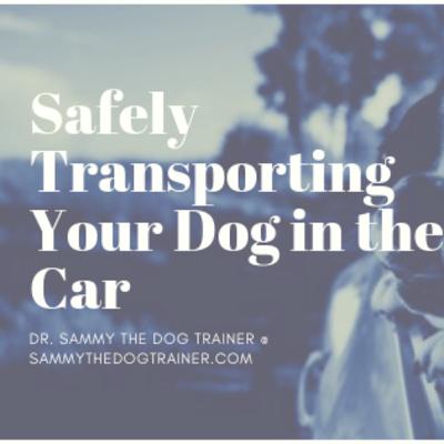 Riding in the Car with Your Dog Safely