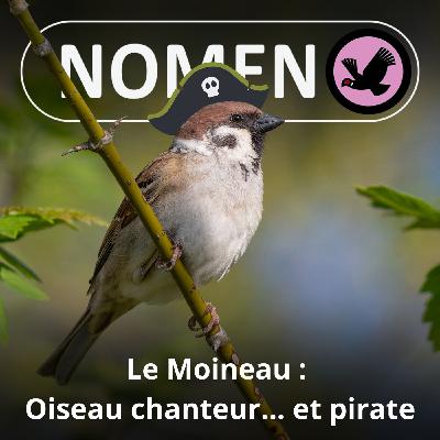 S05E14 Le Moineau : Le moine-pirate des squares