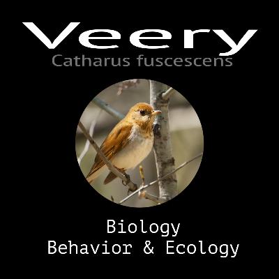 Veery - Biology, Behavior and Ecology