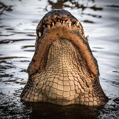 ALLIGATOR ATTACK pt. 2