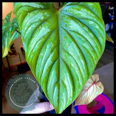 EP113-Plant Chat: Grow Lights and Landscape Committees