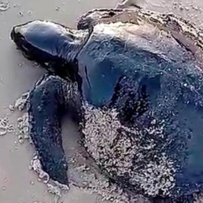 Maior impacto ambiental de derramamento de petróleo sofrido pelo Brasil Maior impacto ambiental de derramamento de petróleo sofrido pelo Brasil