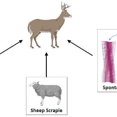 Rural Route Oct 17, 2025 Image if prions were made up. Think about regulations on BSE, CWD and Scrappie. Rural Route Oct 17, 2025 Image if prions were made up. Think about regulations on BSE, CWD and Scrappie.