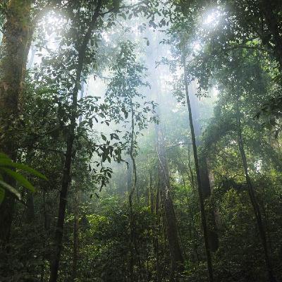 "serene escapes" - harmonizing tropical forest sounds with relaxing melodies for sleeping and relaxation "serene escapes" - harmonizing tropical forest sounds with relaxing melodies for sleeping and relaxation