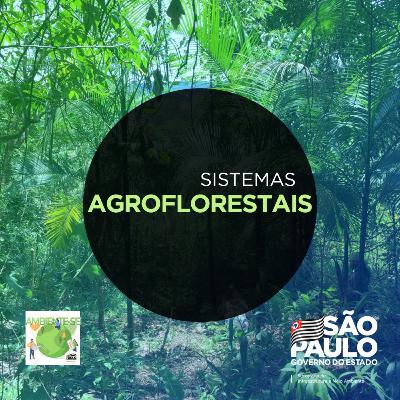 Sistemas Agroflorestais Sistemas Agroflorestais