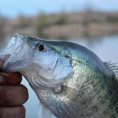 A conversation with Mr. Crappie