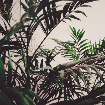 Dansaert - Free [Unreleased]