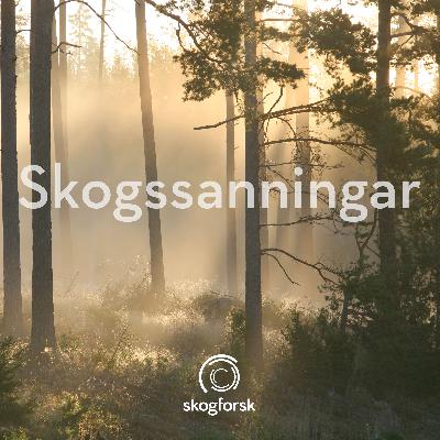 Skogssanningar – bruka och bevara