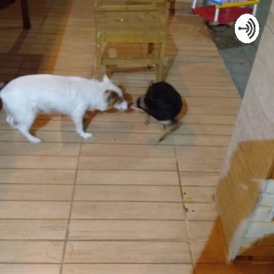 Projeto: Amor para cachorro