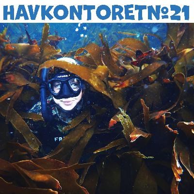 Havkontoret 21 - Pia Ve Dahlen