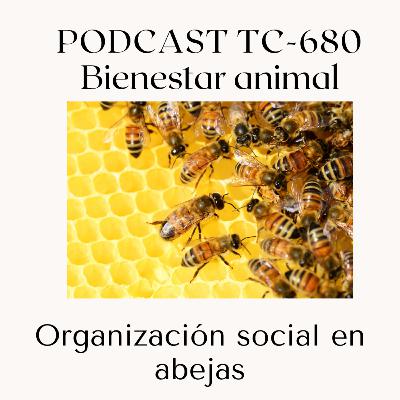 Episodio 44. Organización social en abejas