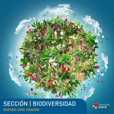 Biodiversidad: El Buitre Leonado Biodiversidad: El Buitre Leonado
